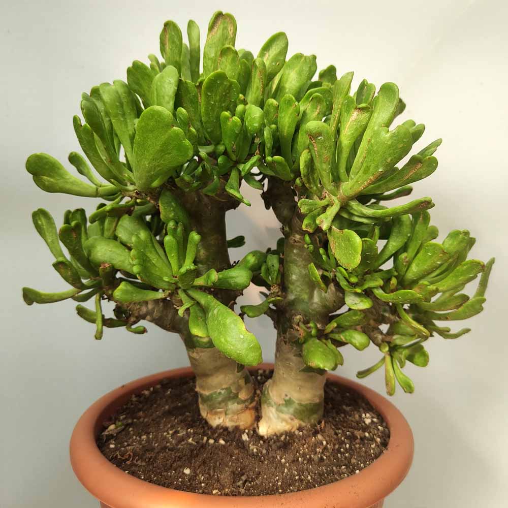 tylecodon paniculatus pianta