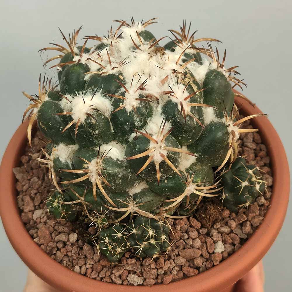 Coryphantha bumamma CACTUS