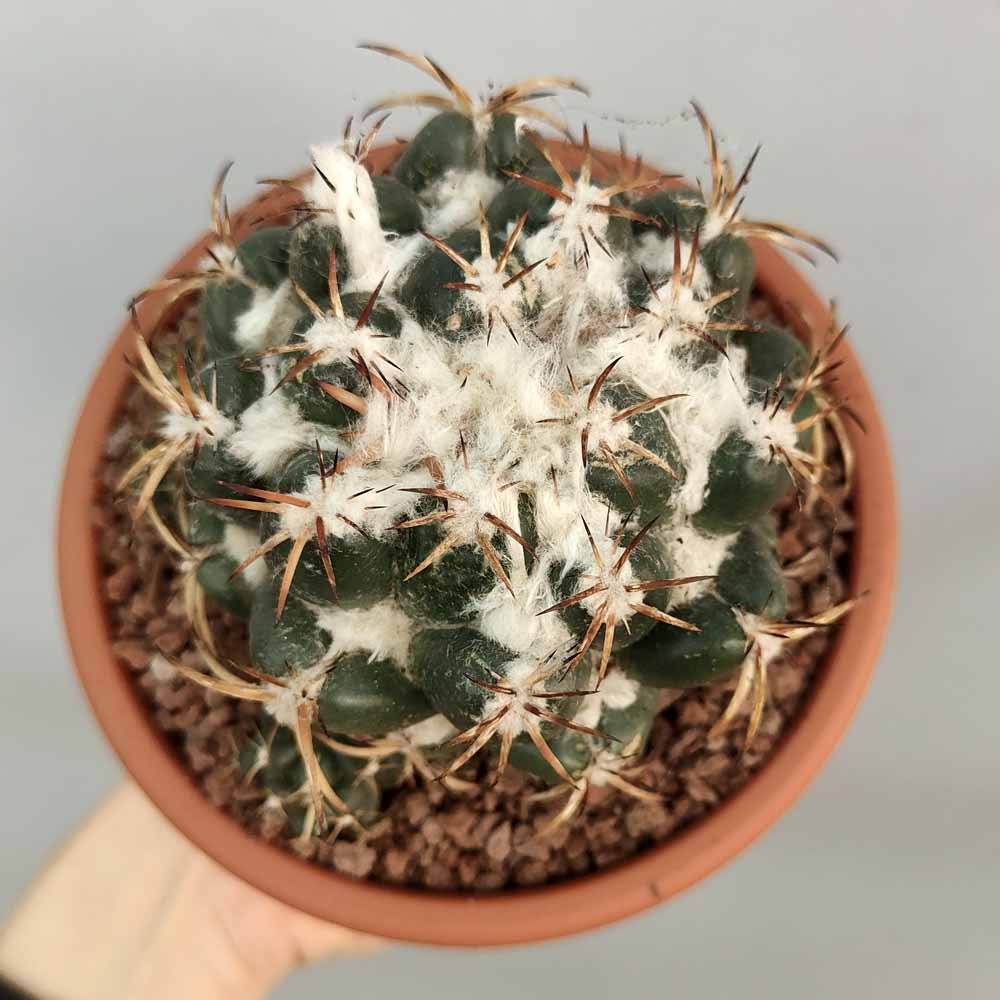 Coryphantha bumamma
