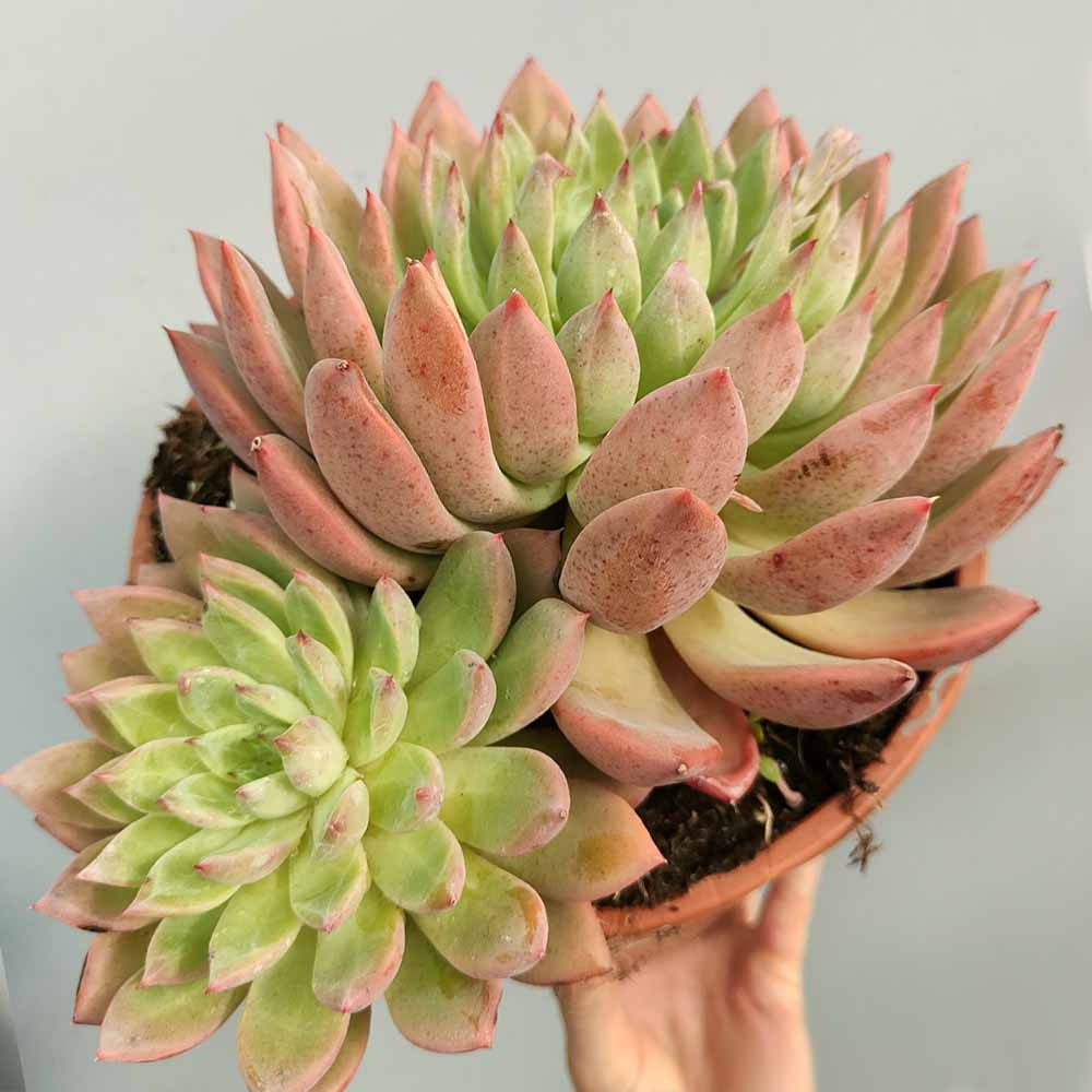 GRAPTOVERIA NYLA BLUE PIANTA