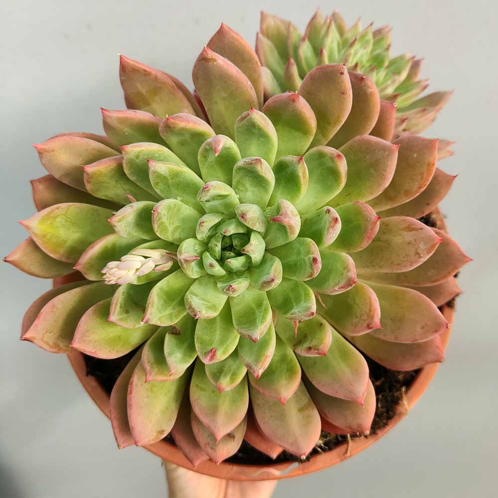 GRAPTOVERIA NYLA BLUE