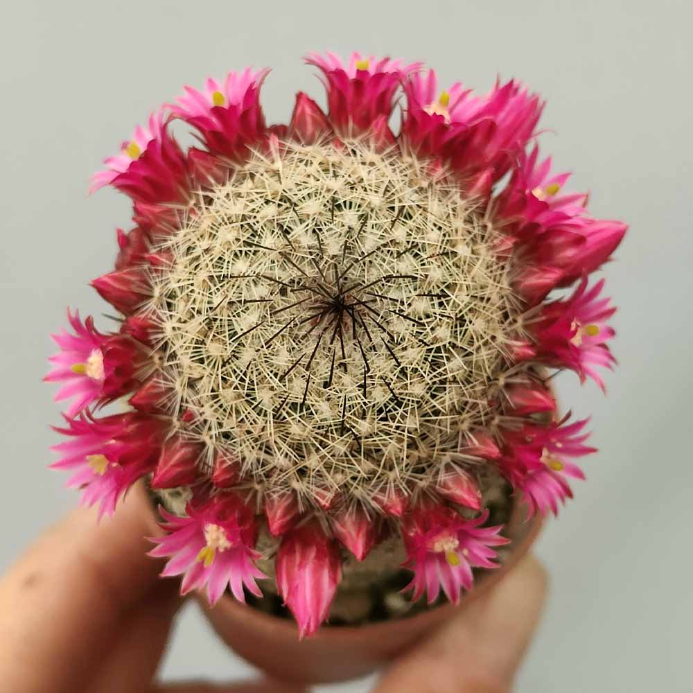 MAMMILLARIA MATUDAE fiore