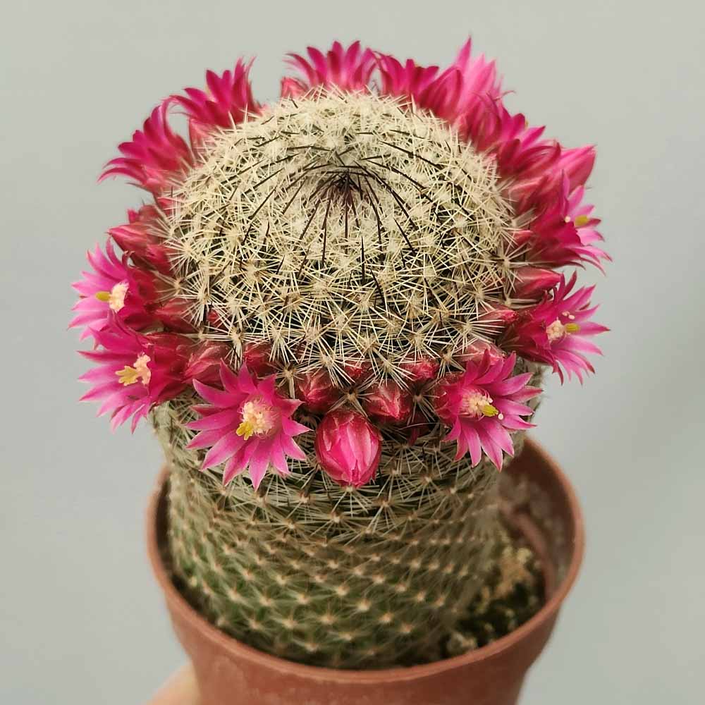 MAMMILLARIA MATUDAE