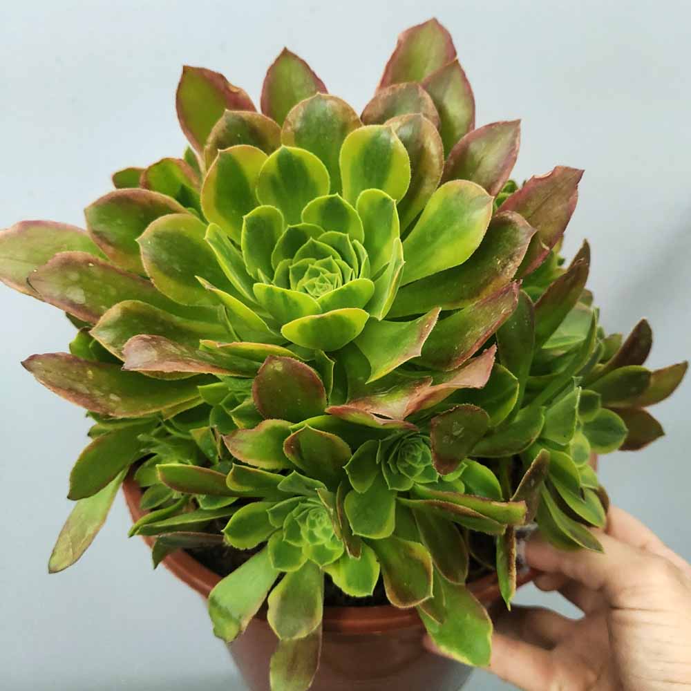 aeonium green lemon XL