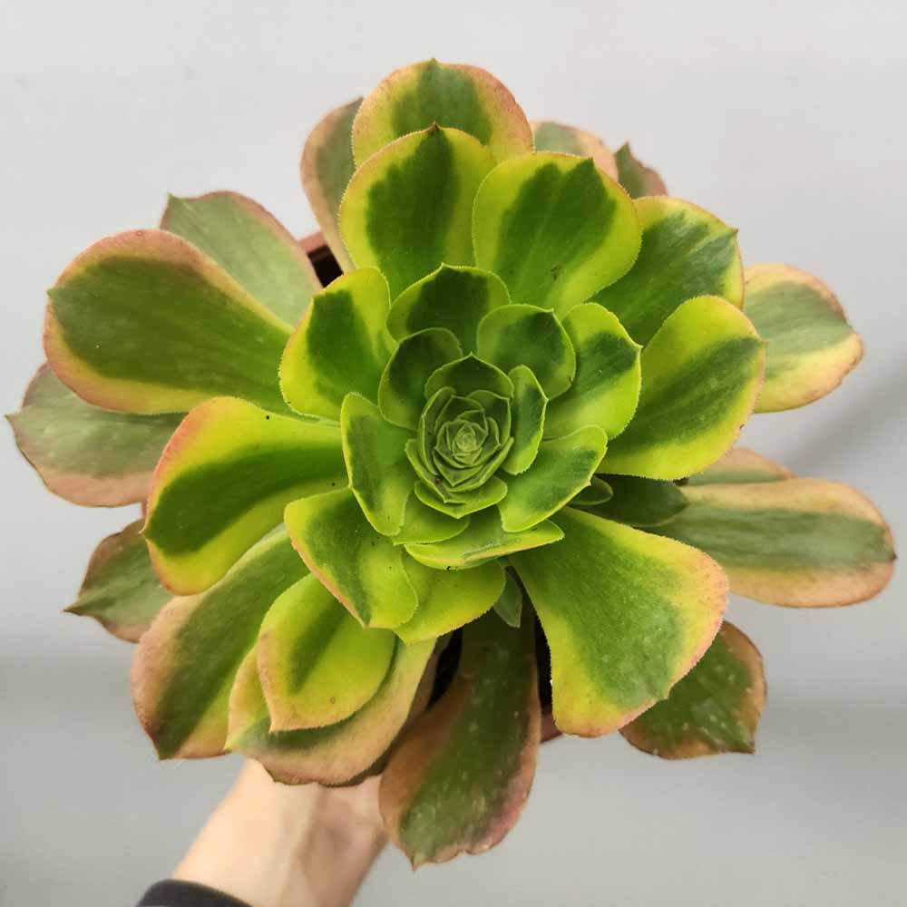aeonium green lemon