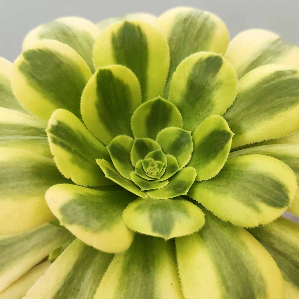 aeonium maybach pianta