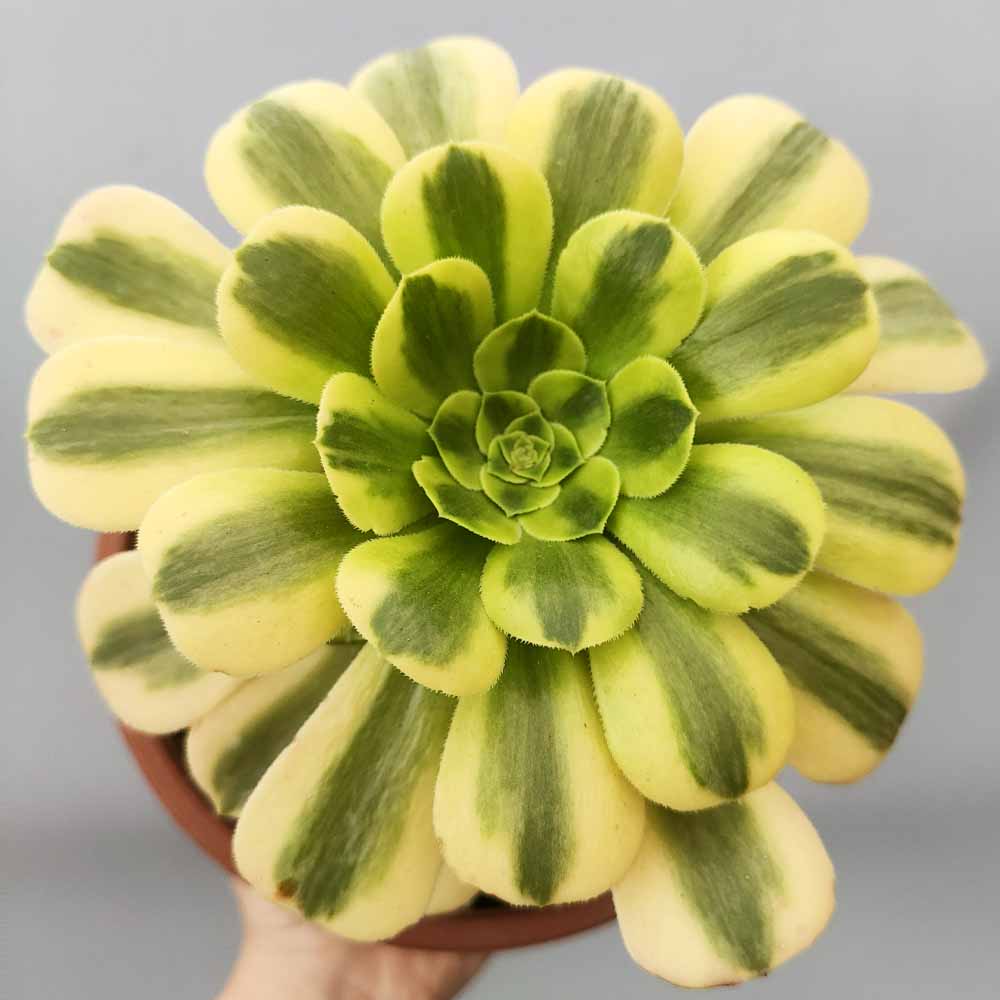 aeonium maybach