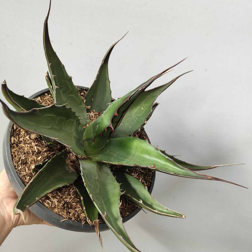 agave gentryi