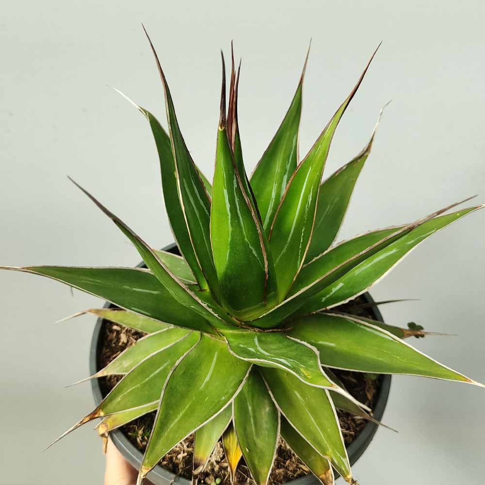 agave impressa pianta