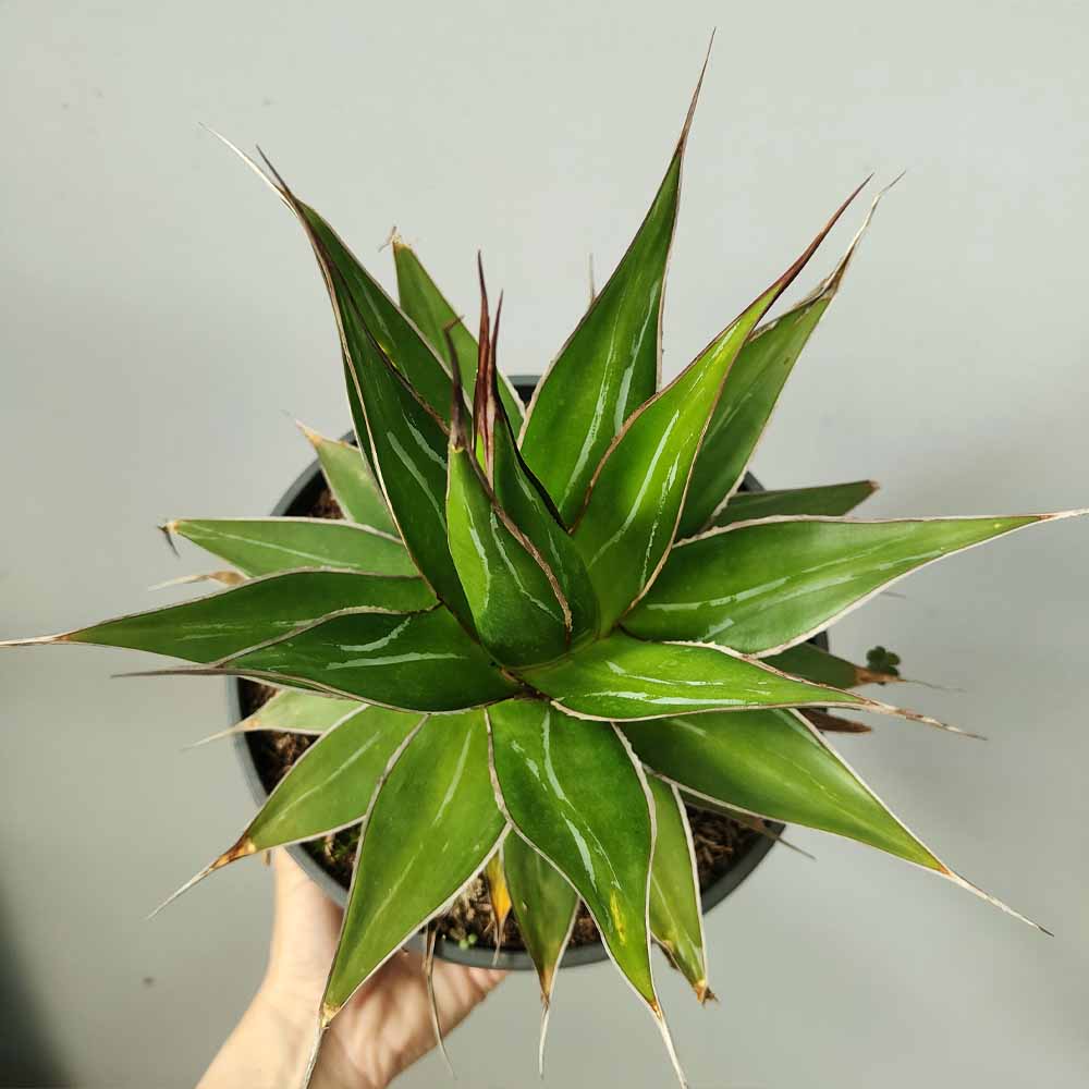 agave impressa