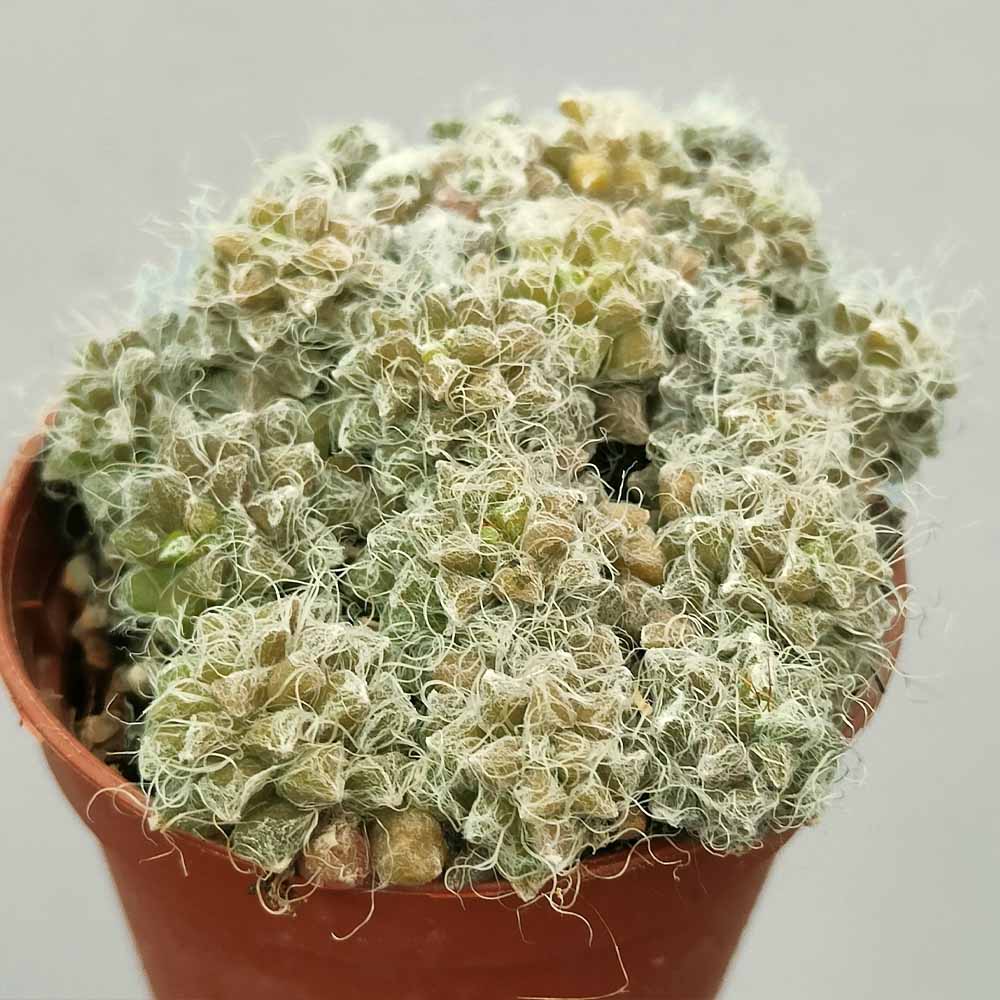 anacampseros filamentosa tomentosa