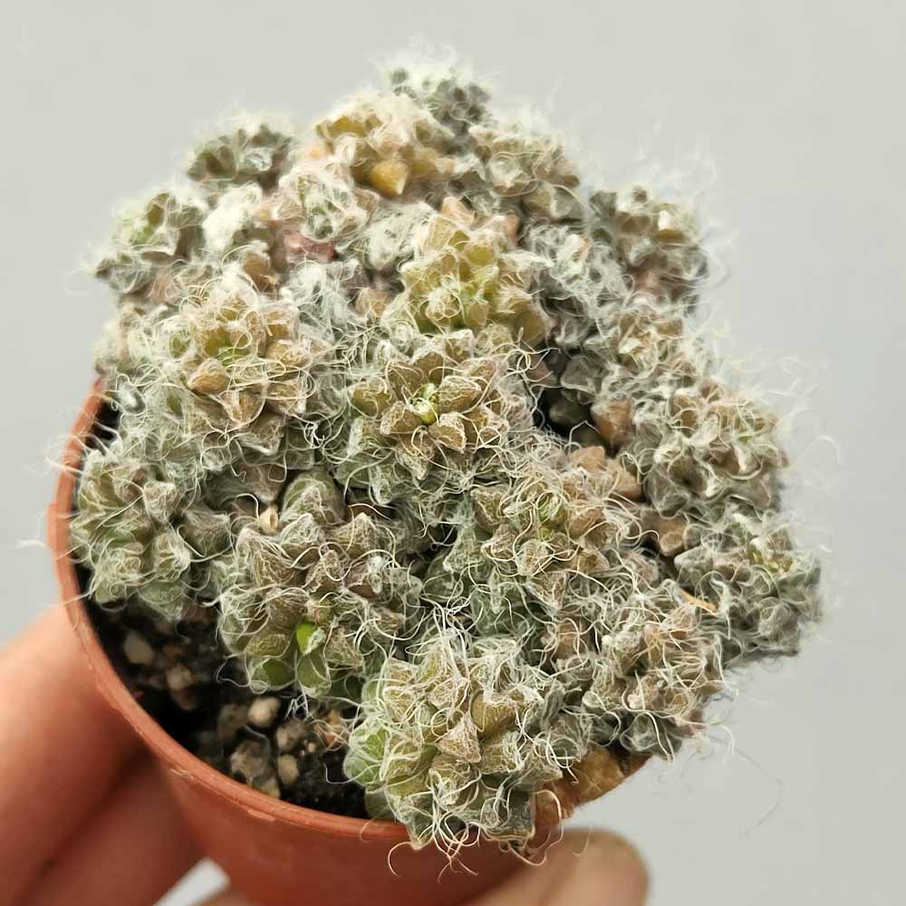 anacampseros filamentosa