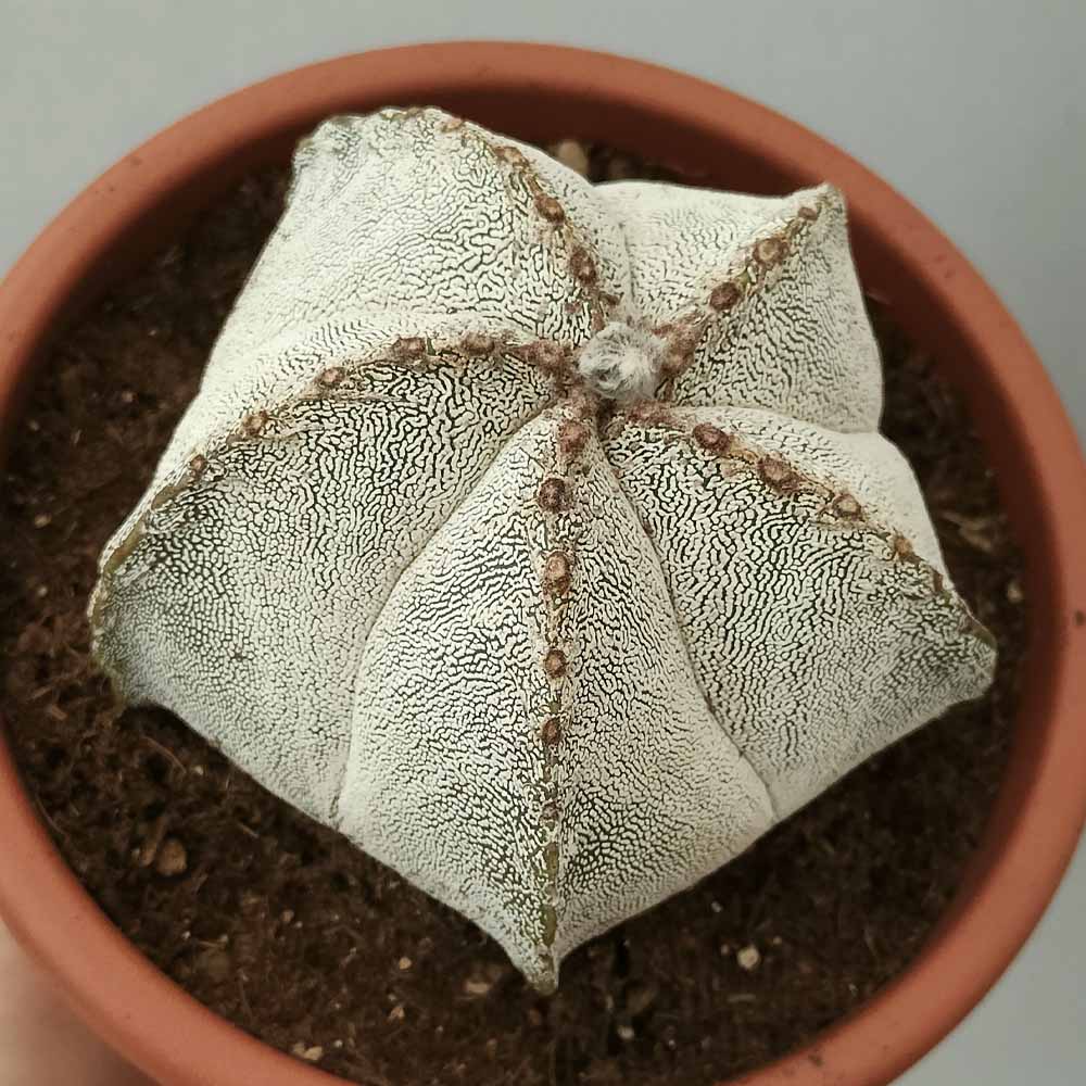 astrophytum onzuka