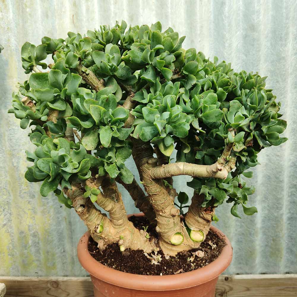 crassula blue waves