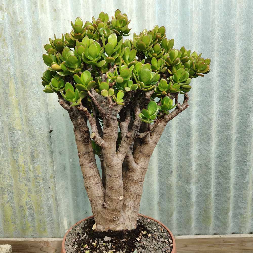 crassula ovata pianta grassa