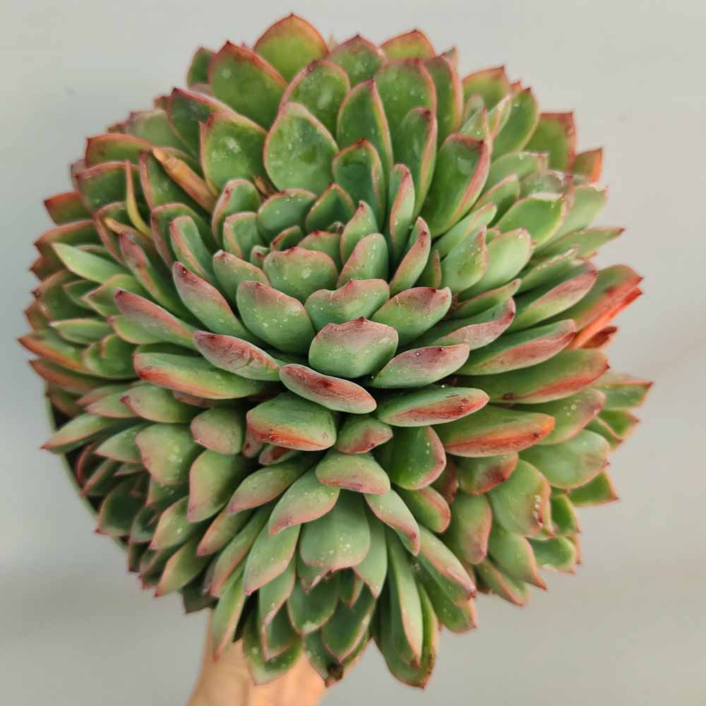echeveria apus pianta