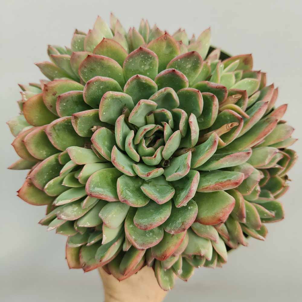 echeveria apus