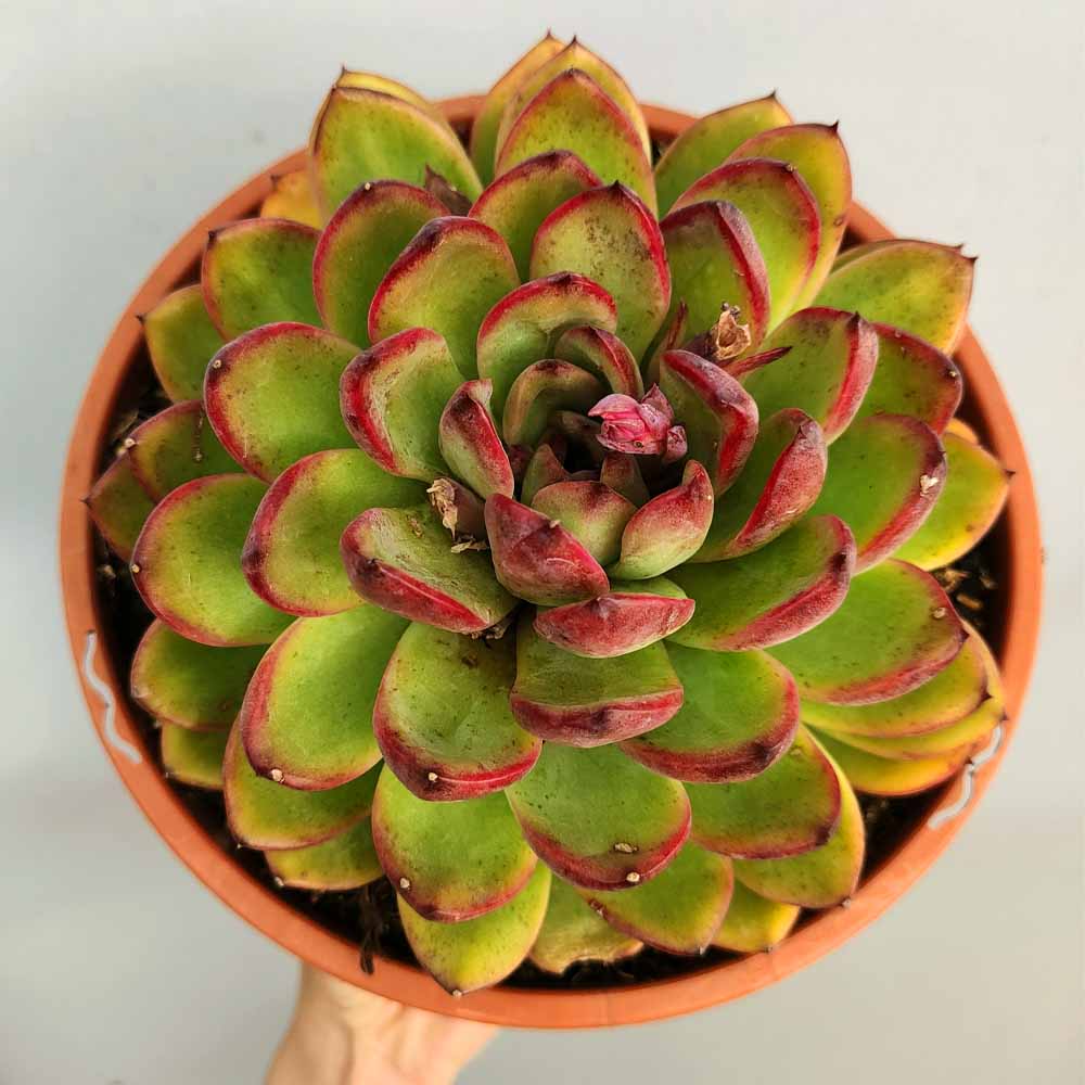 echeveria cimette pianta