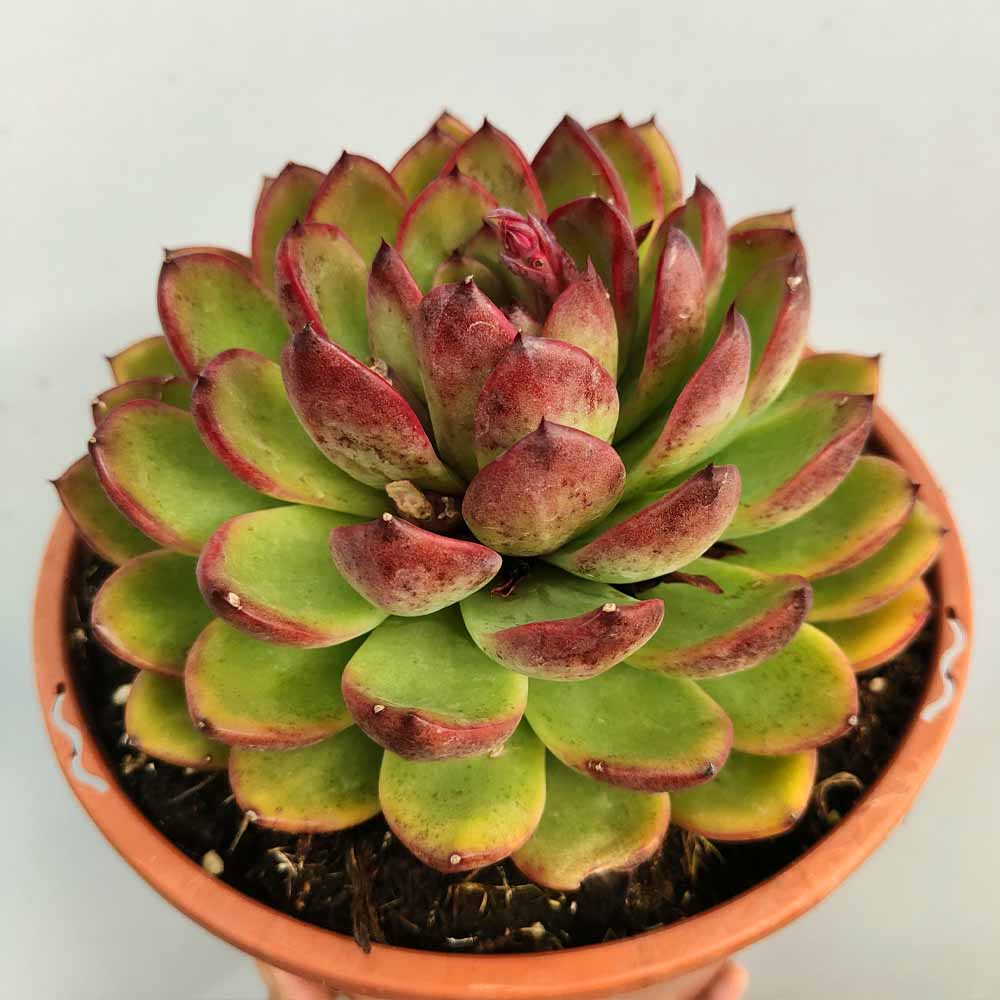 echeveria cimette