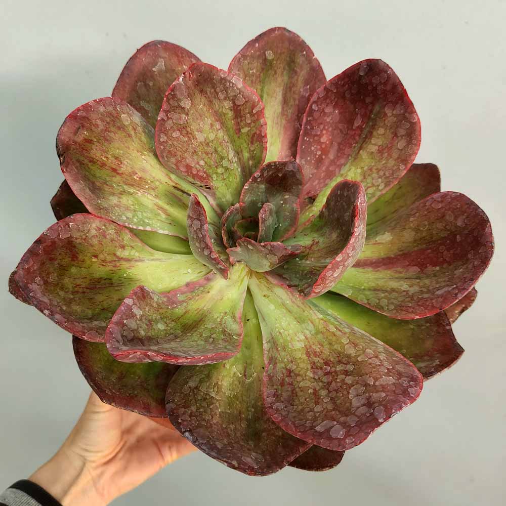 echeveria goiabinha variegata