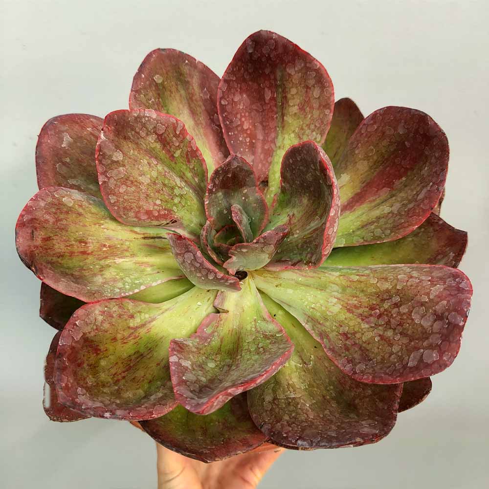 echeveria goiabinha variegata