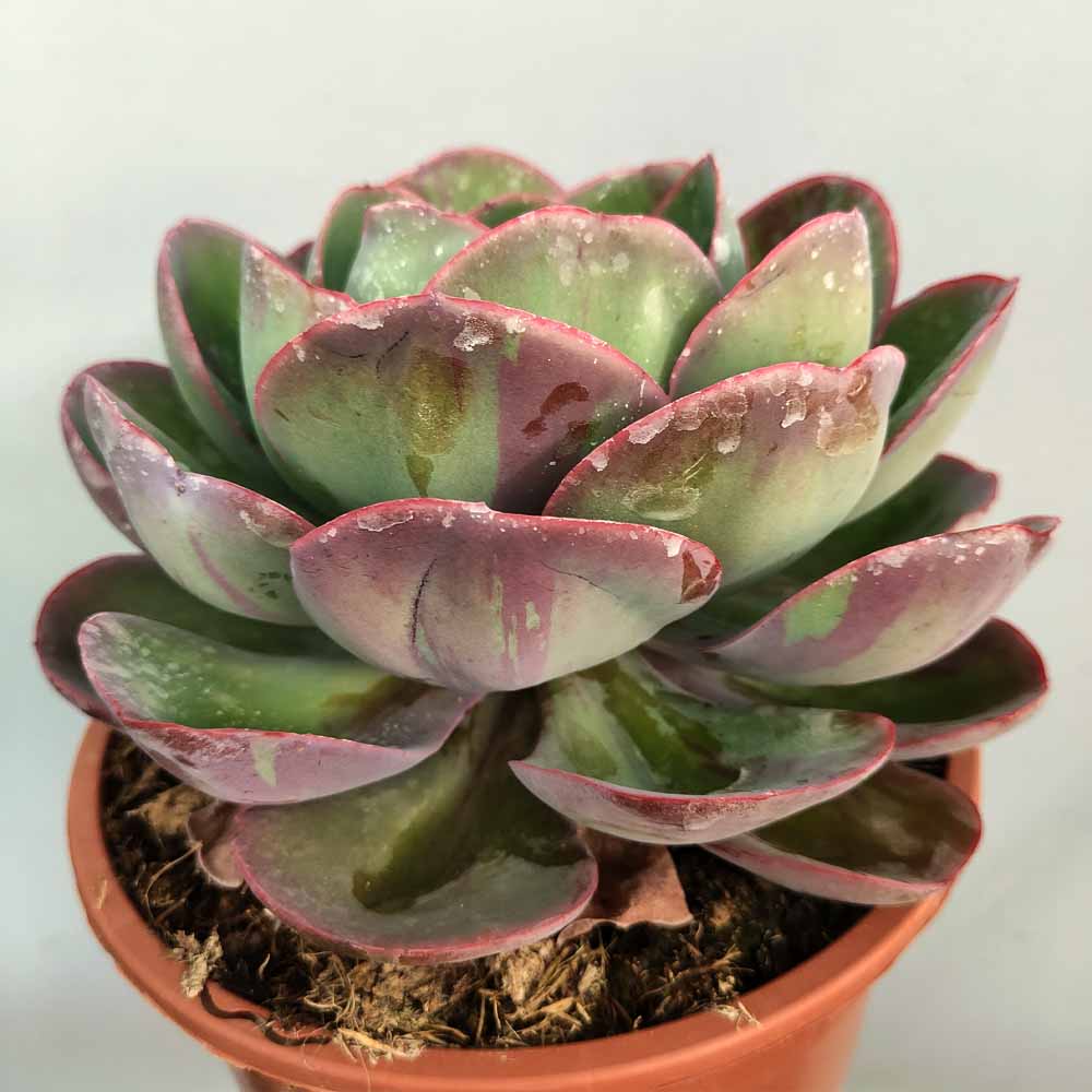 echeveria green pacific pianta