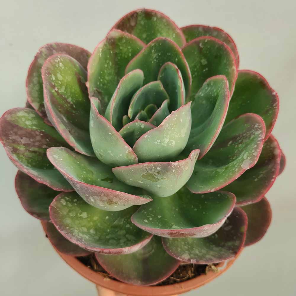 echeveria green pacific