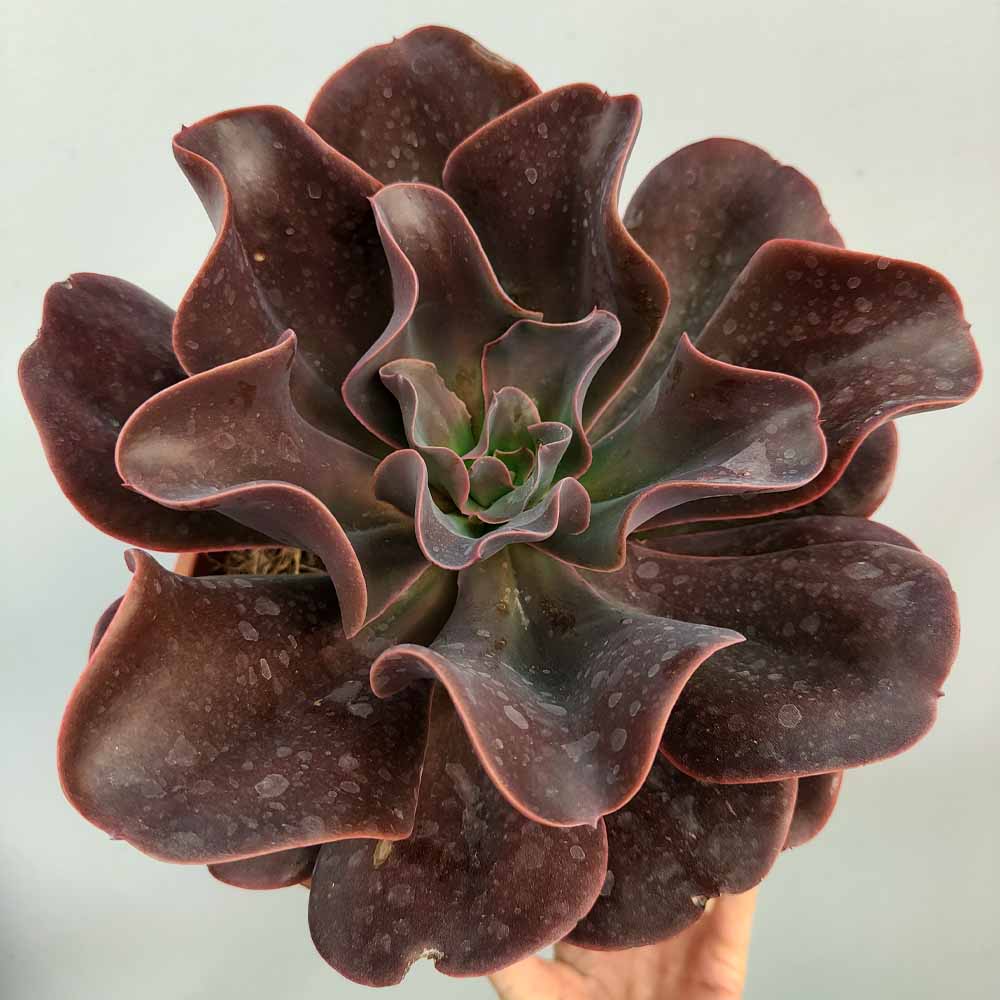 echeveria hortencia pianta
