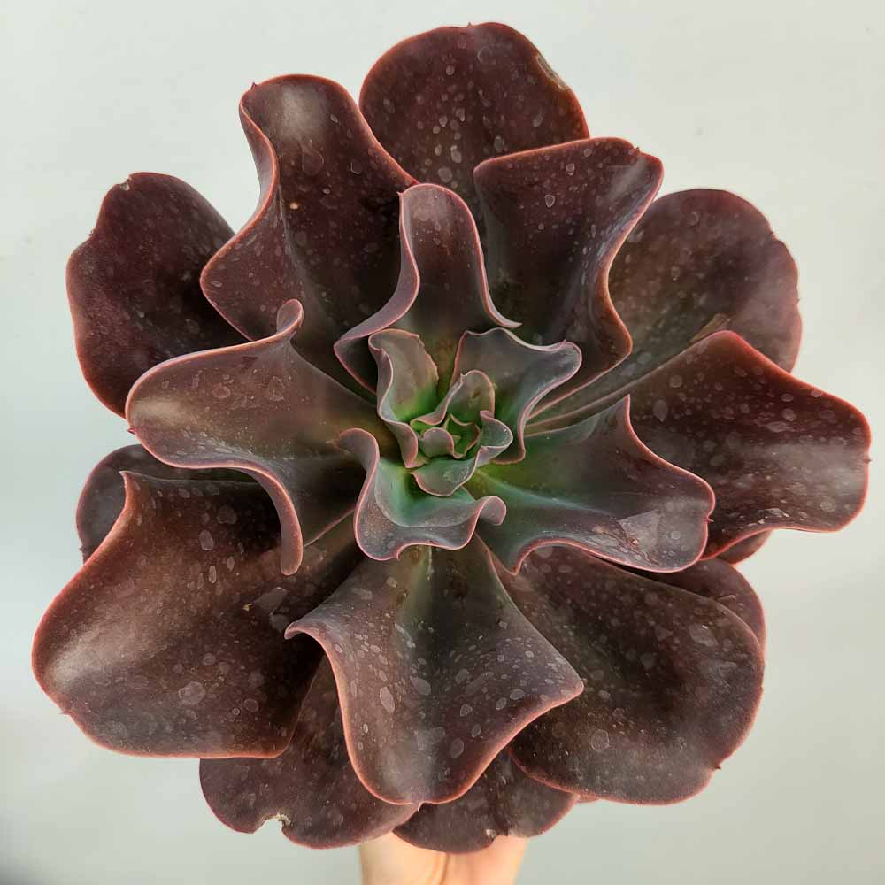 echeveria hortencia