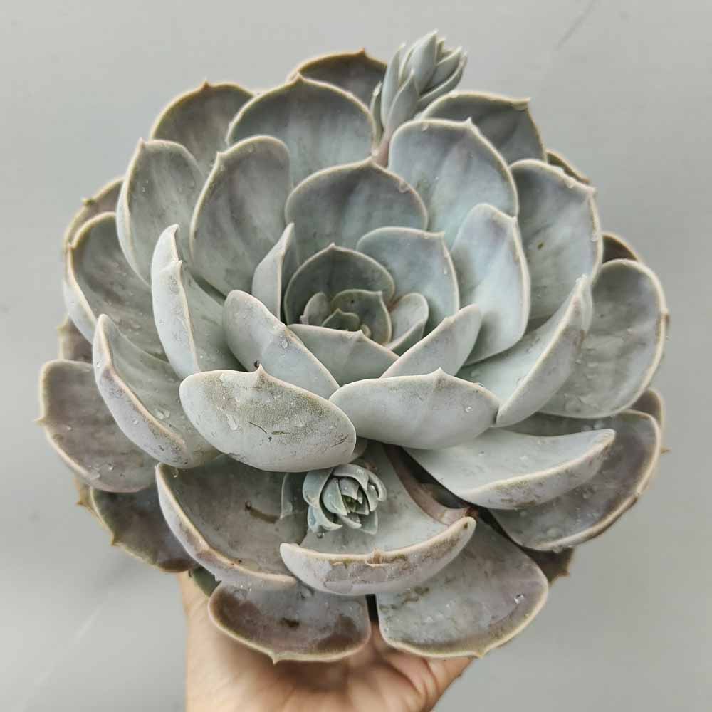 echeveria lilacina