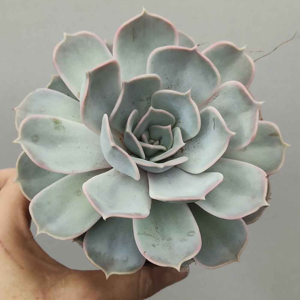 echeveria lilacina vaso 12