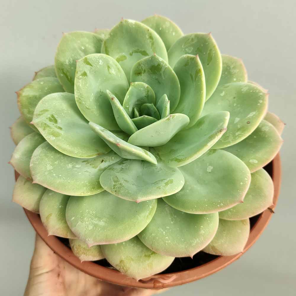 echeveria moonlight white PIANTA