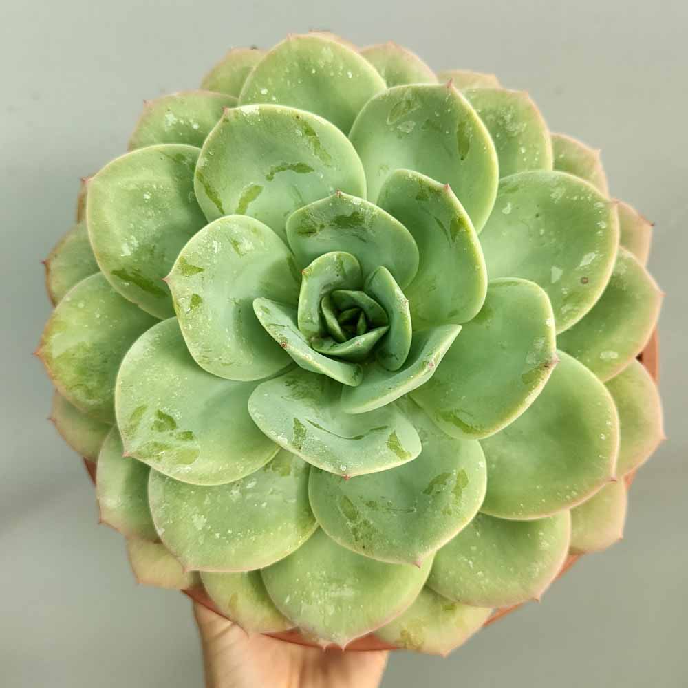 echeveria moonlight white