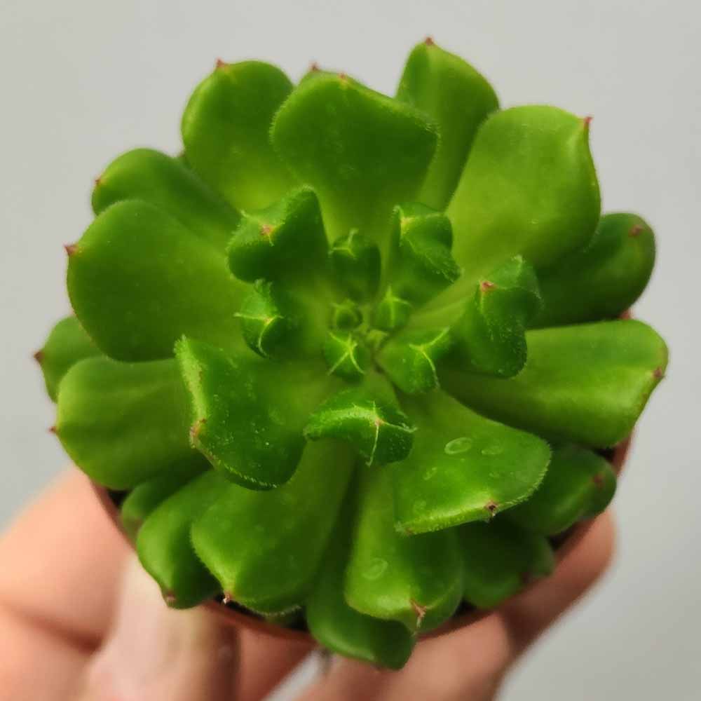 echeveria red lantern pianta