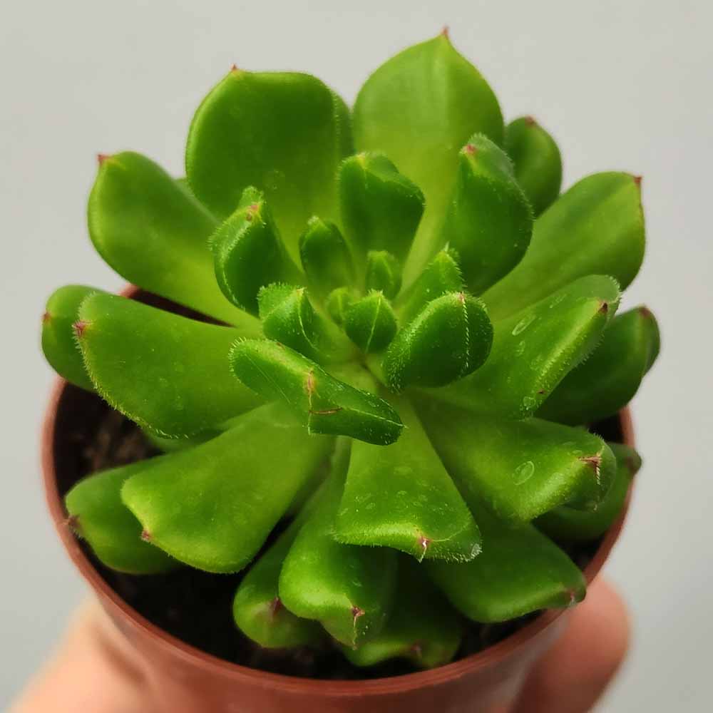 echeveria red lantern