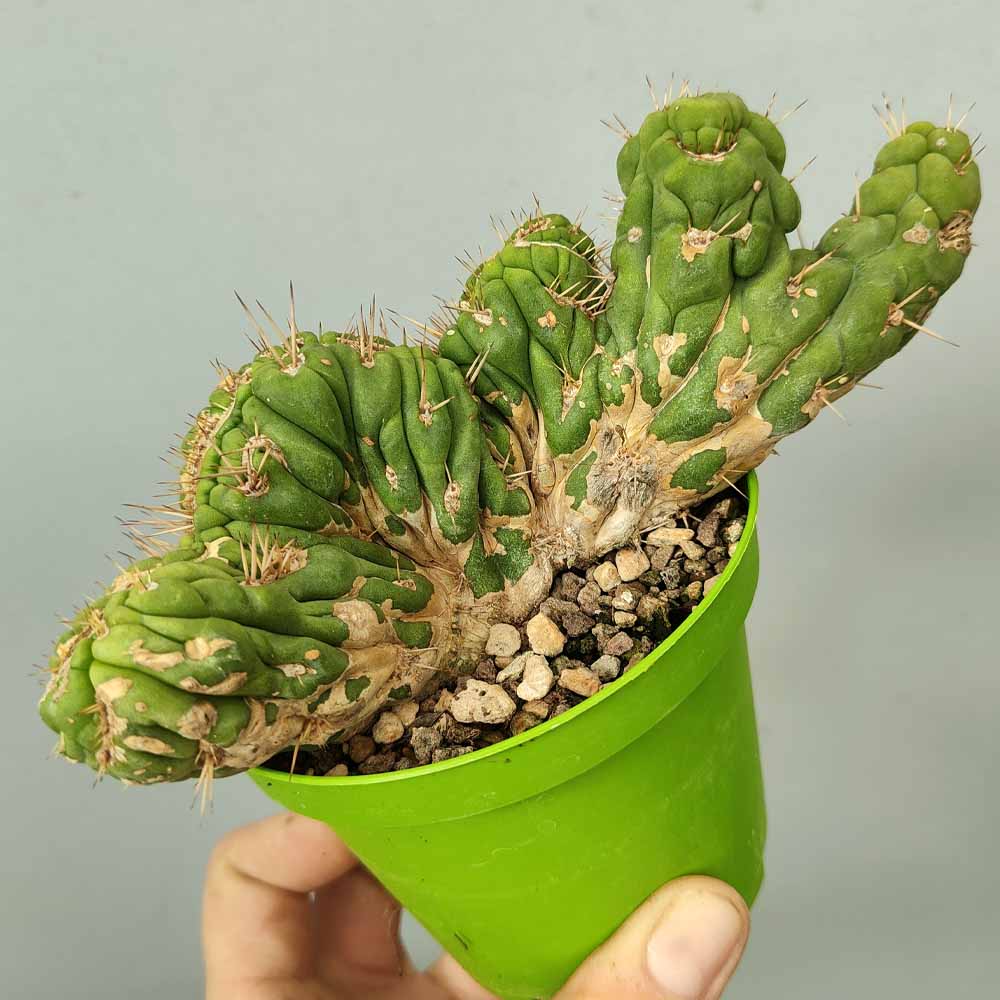 eulychnia castanea cactus