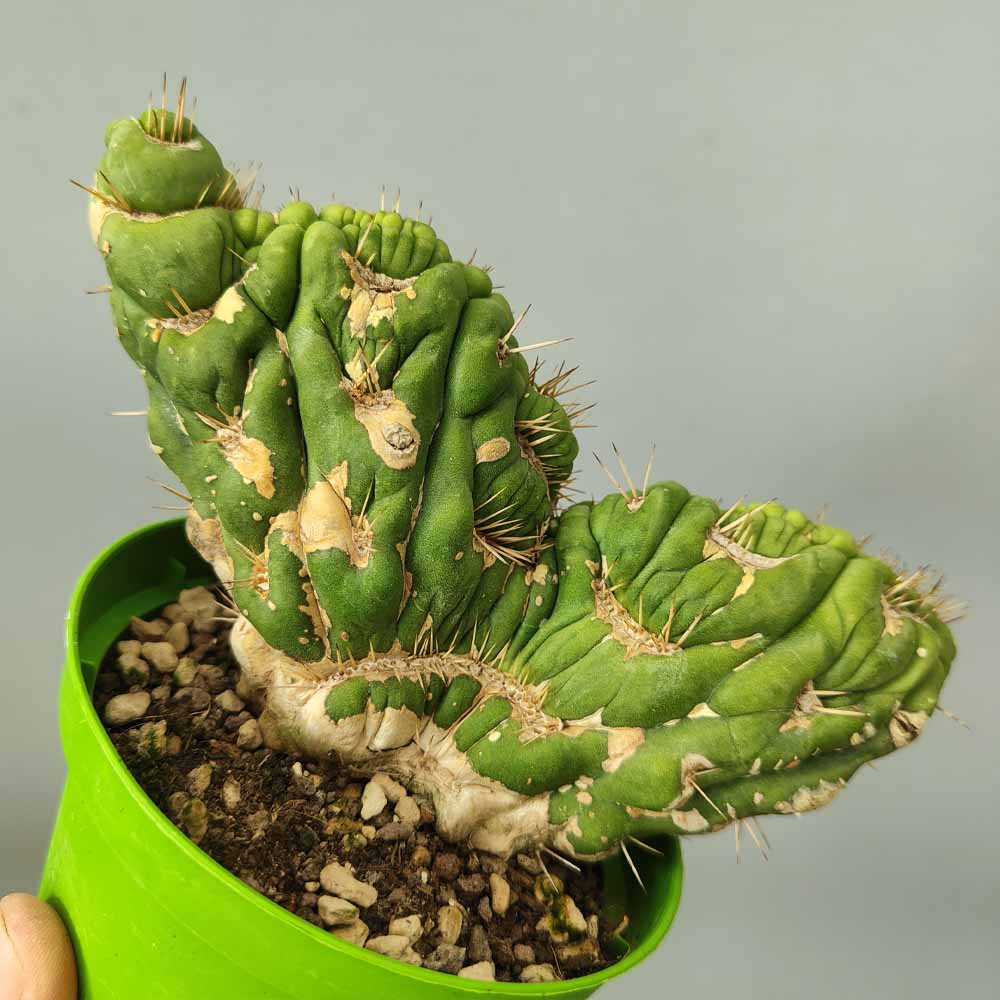 eulychnia castanea crestata