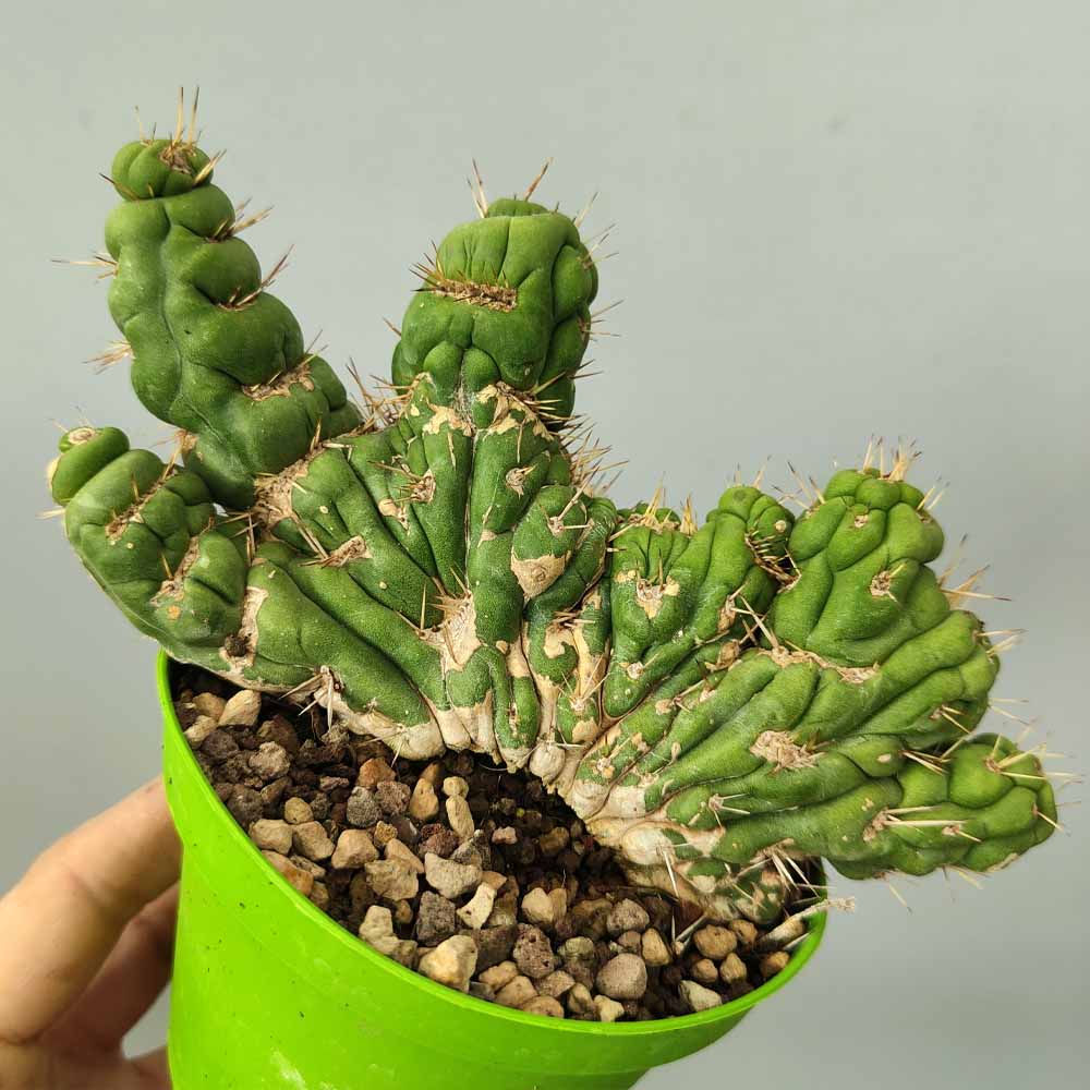 eulychnia castanea