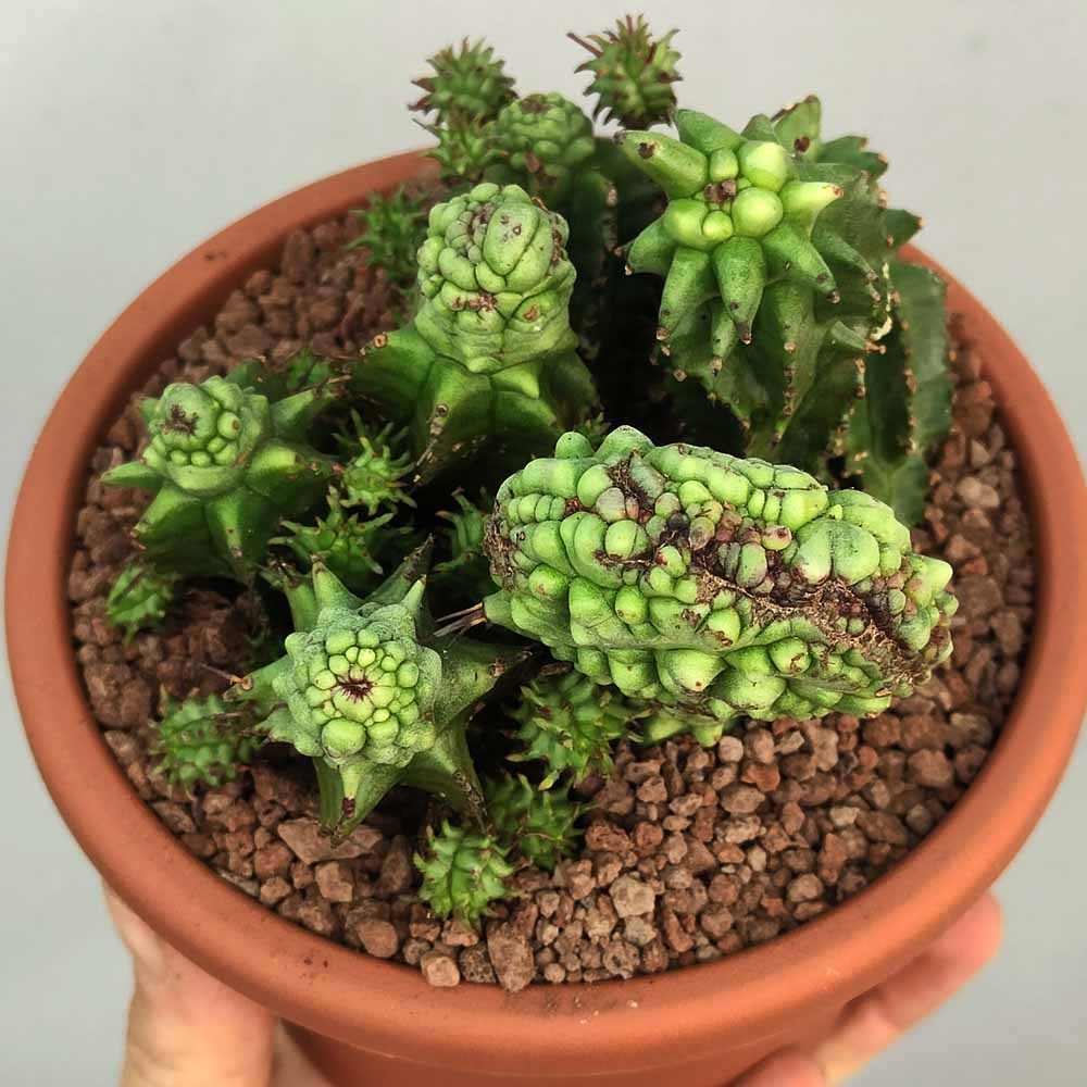 euphorbia horrida crestata cactus