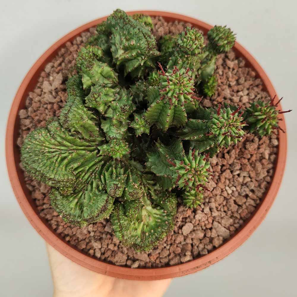 euphorbia horrida crestata pianta