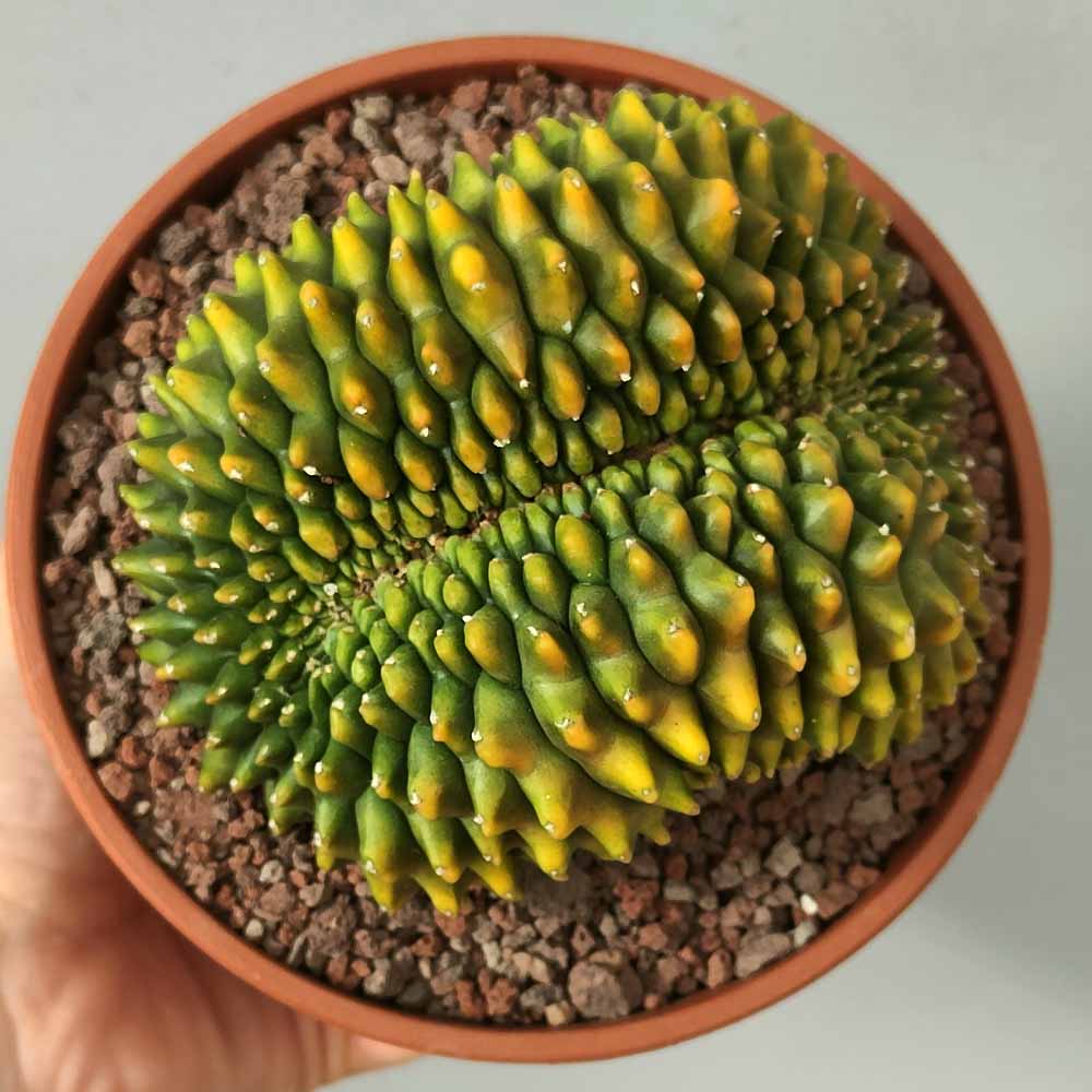 gymnocalycium crestato pianta grassa