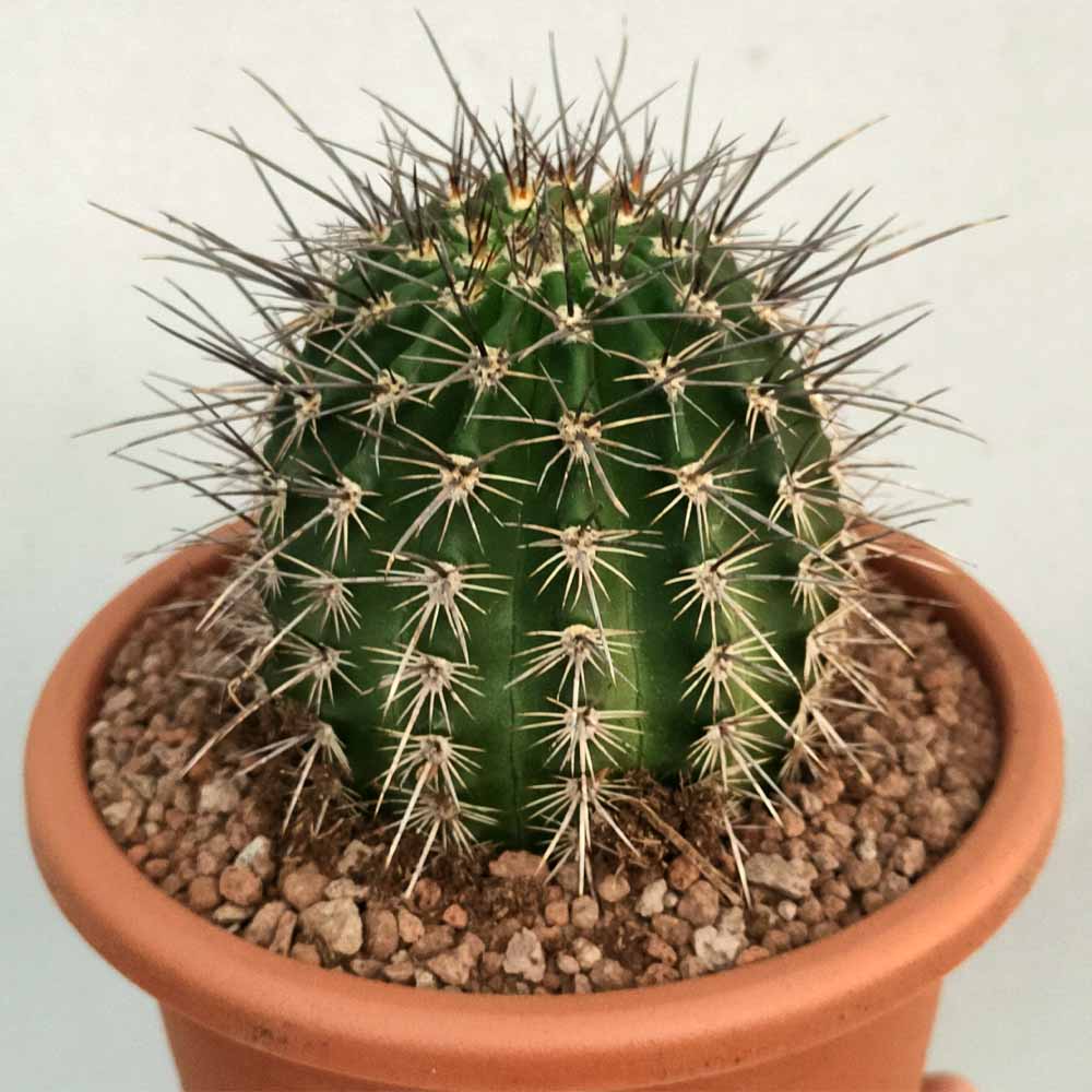 lobivia aurea fallax