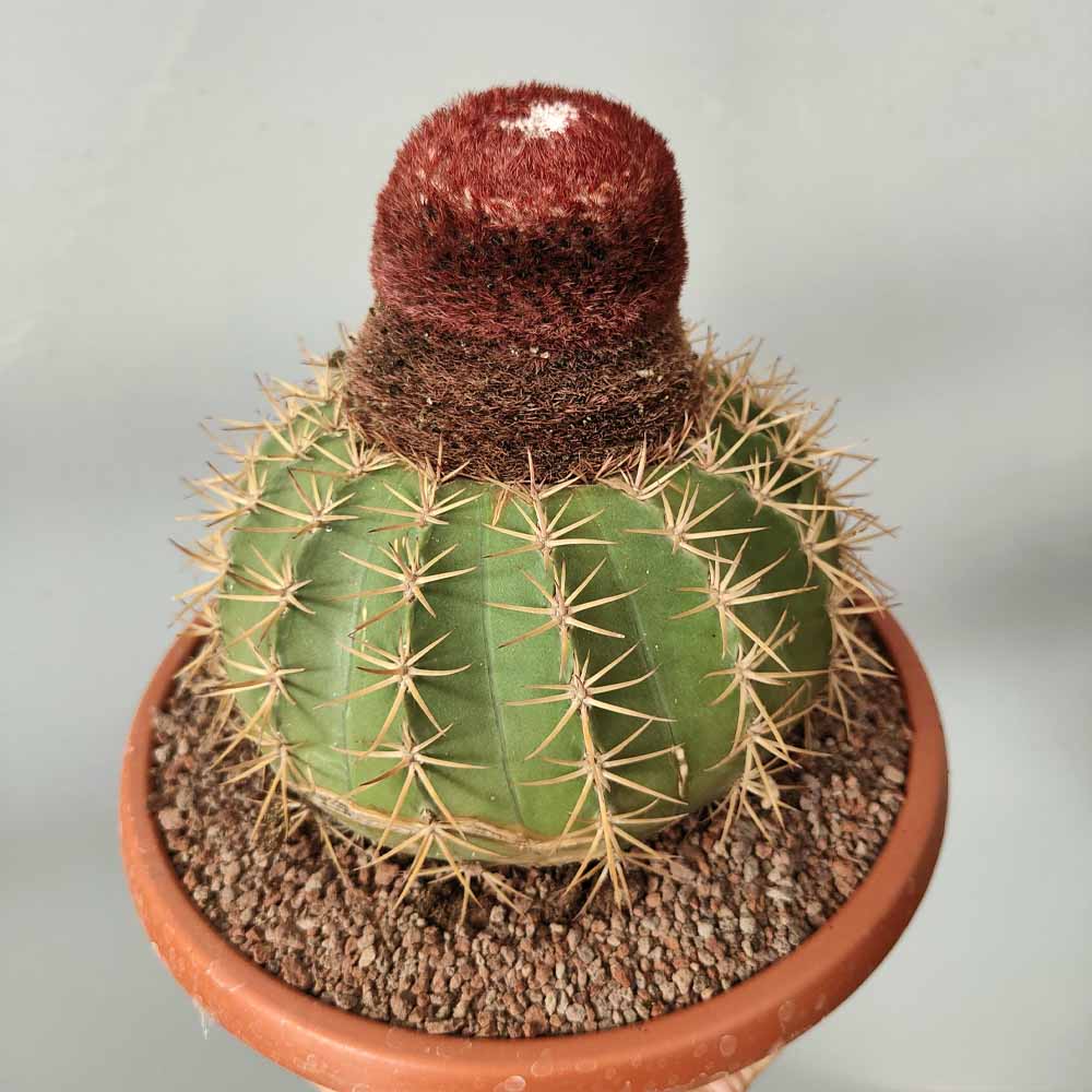 melocactus matanzanus pianta grassa