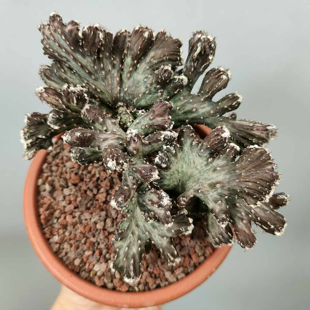 monvillea spegazzini cactus