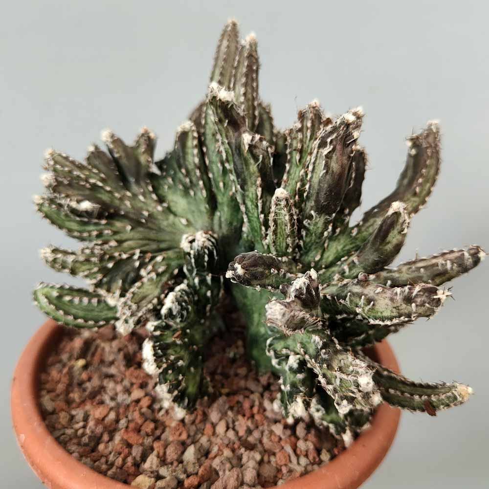 monvillea spegazzini crestata cactus