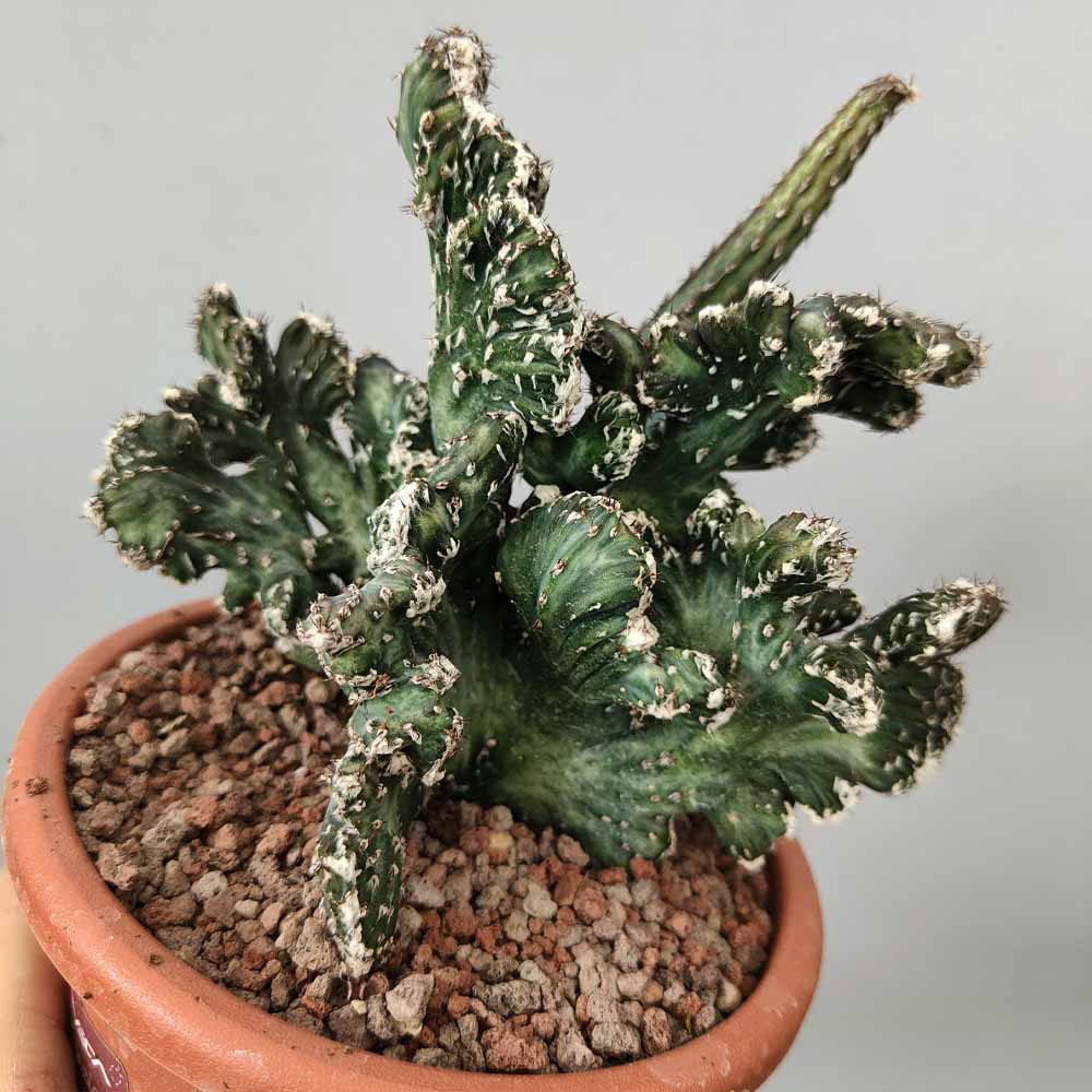 monvillea spegazzini