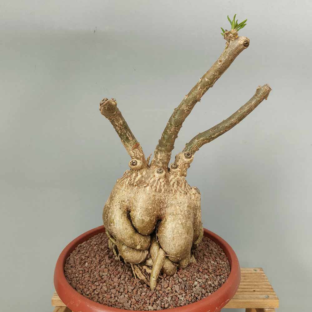 pachypodium succulentum