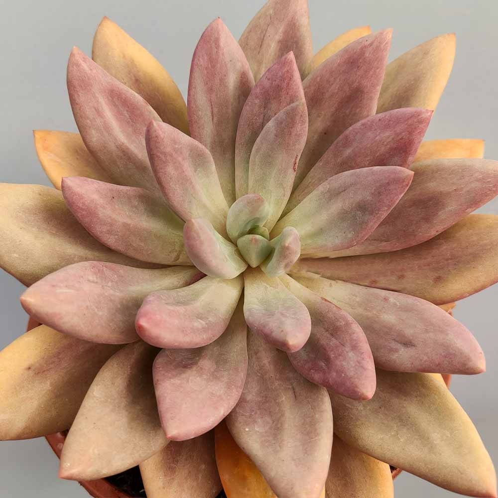 pachyveria rosy crow