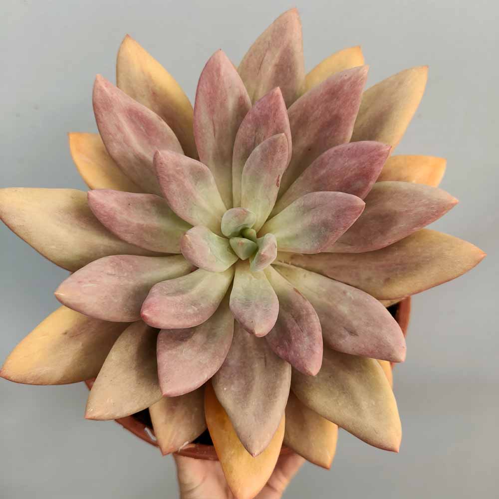pachyveria rosy