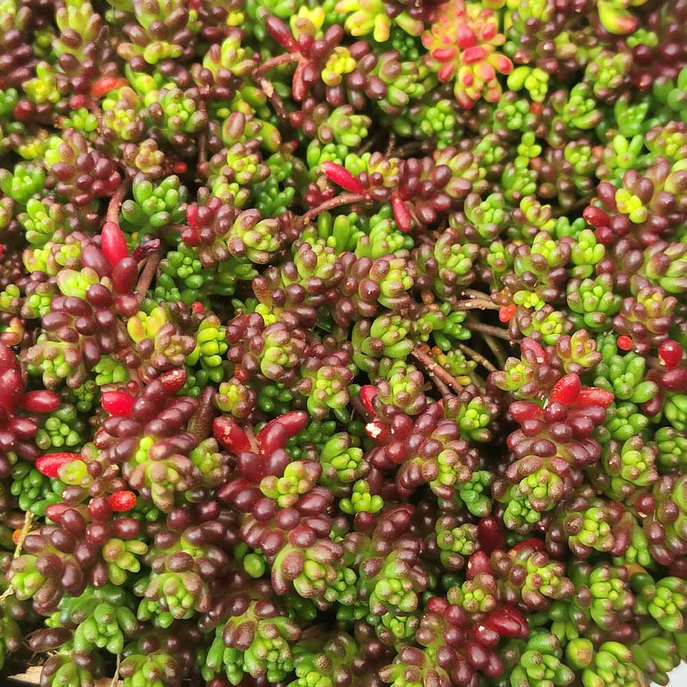 sedum oreganum pianta